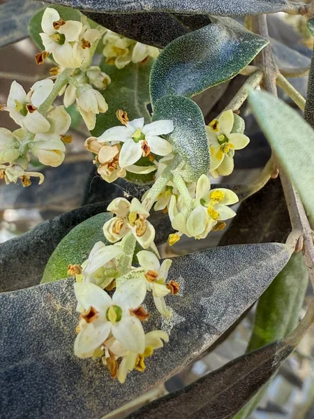 Zeytin ağacının yapraklarıyla yakın plan, narin beyaz ve sarı çiçekler ve desenli yapraklar gösterilir..