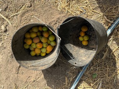 Yerde kayısılarla dolu iki kova oturuyordu. Bir kovada birkaç kayısı var, diğerinde ise dolu..