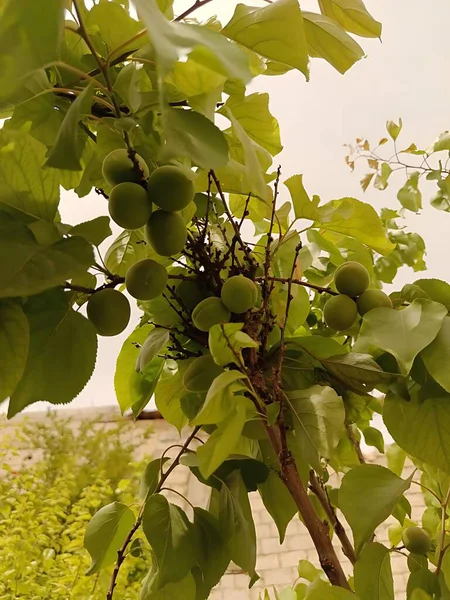 Olgunlaşmamış yeşil meyveler ve yemyeşil yapraklarla solgun bir gökyüzüne ve arka planda tuğla bir duvara yakın plan..