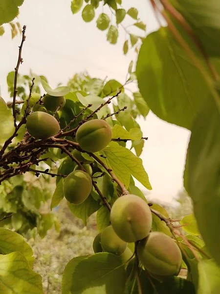 Aşağıdan çekilen yeşil yapraklarla çevrili, olgunlaşmamış kayısılar..