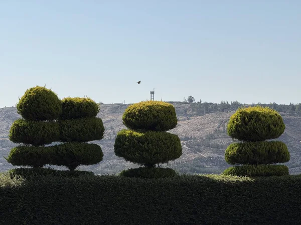 Üç yontulmuş çalı, açık bir gökyüzünün altında bir kuleye sahip bir manzaraya karşı bir sırada duruyor..