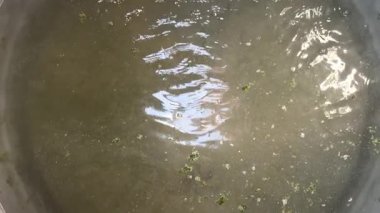 Konteynırda durgun su, muhtemelen bir kuş banyosu. Yeşil algler ve enkaz parçaları suda görülebilir. Dalgalanmalar hareketi gösterir.