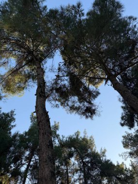 Açık mavi gökyüzüne bakan yüksek çam ağaçlarına bakan alçak açılı bir manzara. Dallar gölgelik bir etki yaratıyor..