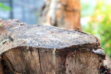 Ayrıntılı ahşap dokusunu ve doğal tahılı gösteren bir ağaç kütüğünün yakın çekimi. Yumuşak güneş ışığı ve organik tonlar onu çevre tasarımı, doğa arka planı veya sürdürülebilirlik temalı projeler için mükemmel hale getirir.