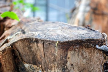 Ayrıntılı ahşap dokusunu ve doğal tahılı gösteren bir ağaç kütüğünün yakın çekimi. Yumuşak güneş ışığı ve organik tonlar onu çevre tasarımı, doğa arka planı veya sürdürülebilirlik temalı projeler için mükemmel hale getirir.