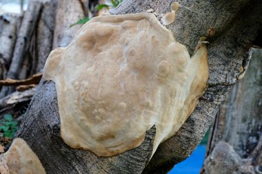 Ağaç gövdesinde büyüyen ahşap mantar görünür bir dokuya ve organik şekle sahiptir. Doğa eğitimi, ekoloji ya da biyolojiyle ilgili arka plan tasarımı için doğal ton ve detay bu görüntüyü mükemmelleştirir.