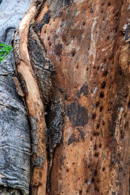 Yaşlı ağaç kabuğunun dokusu gri ve kahverengi renkler arasında doğal bir kontrasttır. Özgeçmiş, doğa tasarımı ya da malzeme dokusu projeleri için ideal. Çevresel ya da kırsal tasarım temaları için mükemmel