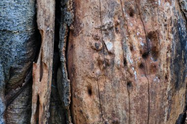 Yaşlı ağaç kabuğunun dokusu gri ve kahverengi renkler arasında doğal bir kontrasttır. Özgeçmiş, doğa tasarımı ya da malzeme dokusu projeleri için ideal. Çevresel ya da kırsal tasarım temaları için mükemmel
