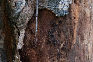 Yaşlı ağaç kabuğunun dokusu gri ve kahverengi renkler arasında doğal bir kontrasttır. Özgeçmiş, doğa tasarımı ya da malzeme dokusu projeleri için ideal. Çevresel ya da kırsal tasarım temaları için mükemmel