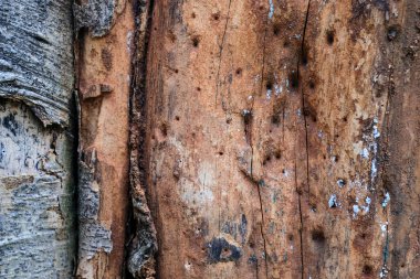 Yaşlı ağaç kabuğunun dokusu gri ve kahverengi renkler arasında doğal bir kontrasttır. Özgeçmiş, doğa tasarımı ya da malzeme dokusu projeleri için ideal. Çevresel ya da kırsal tasarım temaları için mükemmel