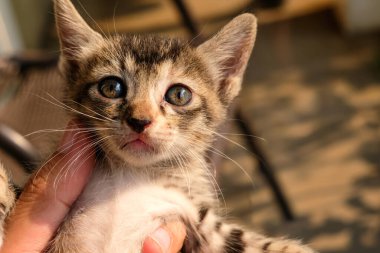 Sıcak güneş ışığı altında tuhaf bir ifadeyle yukarı bakan sevimli bir evcil kedi yavrusu. Hayvanlarla ilgili makaleler için mükemmel, neşeli genç bir kedinin hayvan bakımı promosyonları için..