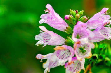 Sade bir yakın çekim İtaat çiçeklerinin doğal güzelliğini yakalar, narin renklerini vurgular ve yemyeşil bir ortamda karmaşık detaylar verir..