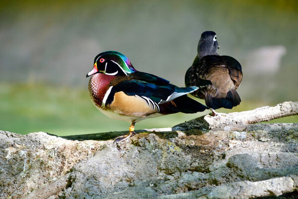 Потрясающий мужчина Деревянная Утка демонстрирует свои радужные перья, сидя на естественной скале, с тонким женским партнером на мягком фоне.