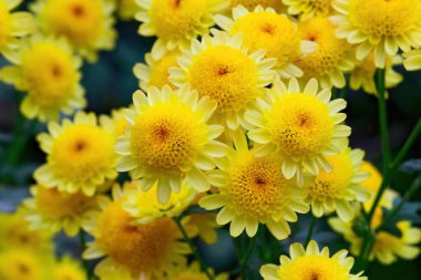 Parlak sarı kasımpatı benzeri çiçekler yakın planda sunulur. Detaylı taç yapraklarını ve bulanık bir bahçenin ortasında güneşli mizaçlarını gözler önüne sererler..