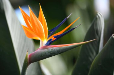 Bu çarpıcı Cennet Kuşu tropikal güzelliği somutlaştırıyor, ikonik renkleri ve bereketli bir ortamda gelişen zarif şekliyle..