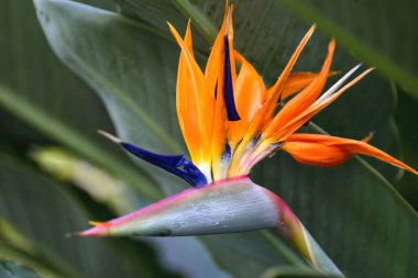 Bu muhteşem cennet kuşu, Strelitzia reginae, parlak turuncu ve mavi renklerini serer, tropikal güzelliği ve hayat dolu.