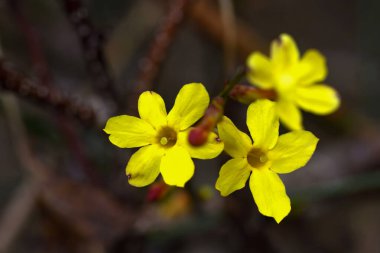 Yasemin 'in neşeli altın çiçekleri bastırılmış kış arkaplanına karşı çarpıcı bir tezat oluşturuyor. Renkli ve doğal güzellikte enfes bir tomurcuk sunuyor..