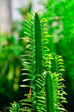Detaylı bir yakın plan, parlak doğal ışık altında bu esnek Afrika sularının heykel zarafetini ve taze yeşil canlılığını yakalar..