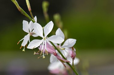 Oenothera gaura 'nın sessiz, doğal bir arkaplan karşısında beyaz çiçeklerinin kırılgan zarafetini ortaya çıkardığı sakin bir an..