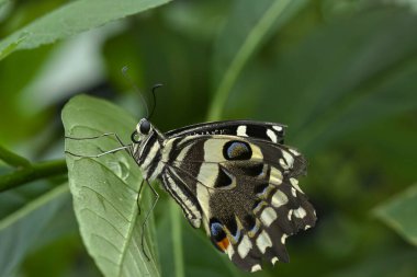 Kelebek (Papilio demoleus) yeşil bir yaprağın üzerine yerleşmiş, siyah ve beyaz renkli çarpıcı kanatlarını gösteren ayrıntılı bir görünüm.
