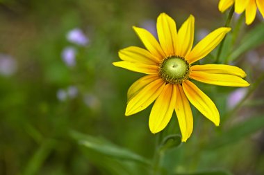 Çarpıcı bir yakın plan, yaz doğasının özünü somutlaştıran, Karagözlü Susan çiçeğinin hassas yapısını ve canlı sarı tonlarını gözler önüne serer..