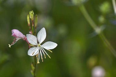 Detaylı makro çekimler, bulanık yeşil bir fon üzerinde narin ve yumuşak pembe tomurcukları olan el değmemiş beyaz bir Gaura çiçeği sergiliyor..