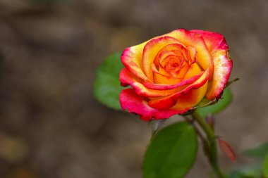 Küçük su damlacıklarıyla süslenmiş sarı ve kırmızı bir gül goncasının ayrıntılı makrosu, doğal bir ortamda canlı bir şekilde çiçek açıyor..