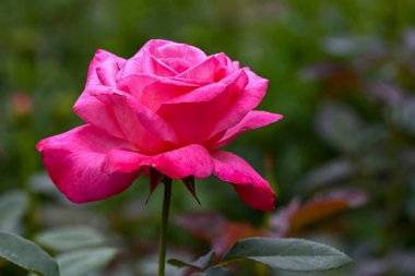 Yumuşak doğal ışık ve bulanık yeşil bir zemin tarafından vurgulanmış, zarif bir bahçede çiçek açan güzel, pembe bir gül..