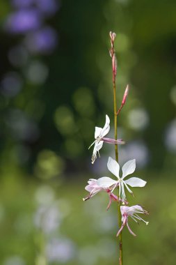 Narin beyaz ve pembe Gaura çiçekleri, bazen Dönen Kelebekler olarak adlandırılır, yumuşak, odak dışı bir bahçe ortamında zarifçe açılır..