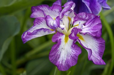 Büyüleyici bir yakın çekim bir Japon Iris çiçeğinin geçici güzelliğini yakalar, narin dokusunu ve doğal ışıkta canlı renklerini vurgular..
