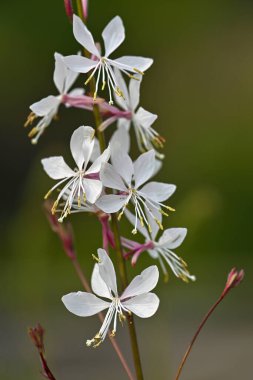 Parlak sarı puantiyeli zarif beyaz Gaura çiçekleri zarif bir şekilde yukarı doğru uzanır ve sessiz bir arkaplan karşısında sakin bir botanik görüntü oluşturur..
