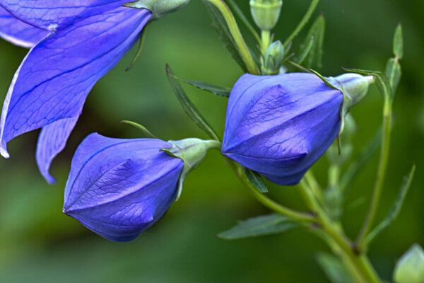 The gentle curves and rich purple hues of this Broadleaf Harebell plant create a peaceful and elegant botanical portrait, celebrating nature's detailed artistry.