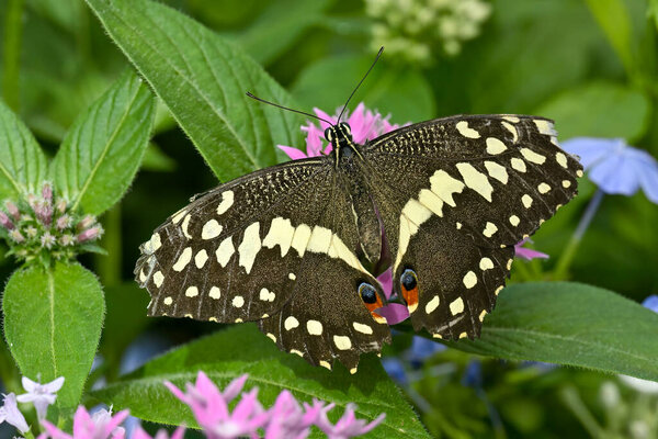 Macro shot captures a beautiful Lime Swallowtail (Papilio demoleus) with distinctive black and yellow patterns perched on vivid pink flowers.