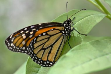 Güzel bir kral kelebeği (Danaus pleksippus) ikonik turuncu ve siyah desenli kanatlarını gösteren yemyeşil bir yaprağın üzerinde dinlenir..