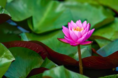 Zarif taç yaprakları ve yemyeşil yapraklarla çevrili canlı sarı bir merkezi olan büyüleyici pembe bir zambak..