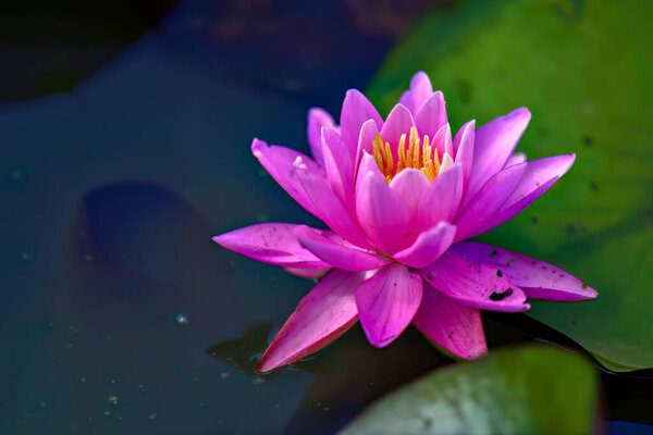 Потрясающий крупный план показывает нежную розовую водяную лилию с ярко-желтыми тычинками, изящно плавающую на темной, спокойной воде среди зеленых лилий.