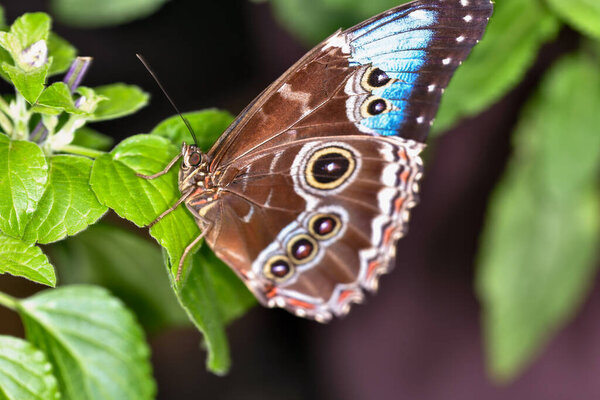 An exquisite Peleides Blue Morpho (Morpho peleides) butterfly displaying its mesmerizing blue and brown wings with distinctive eyespots, perched gracefully on a verdant leaf.