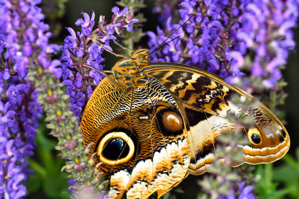 A close-up view of a Giant Owl Butterfly (Caligo memnon) showcasing its distinct eyespots on bright purple Salvia blossoms.