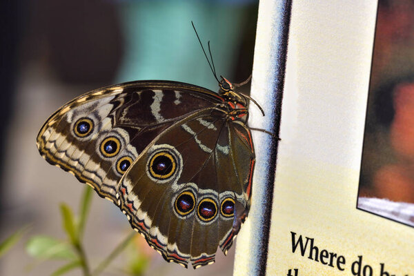 Macro shot of an Owl Butterfly (Caligo eurilochus) resting, highlighting the distinctive eyespots on its patterned wings.