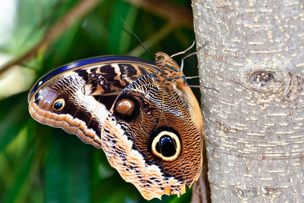 Detailed close-up of a beautiful Giant Owl Butterfly (Caligo memnon) displaying its large, ocellated wings against a textured tree trunk.
