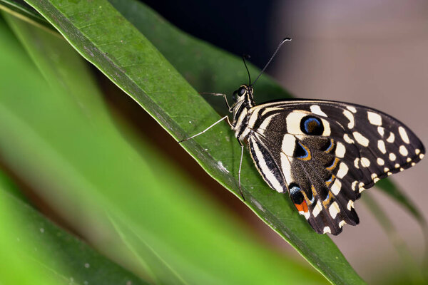 A beautiful Common Lime Butterfly (Papilio demoleus) captured in close-up, displaying its striking black, white, and blue wings on a green leaf.