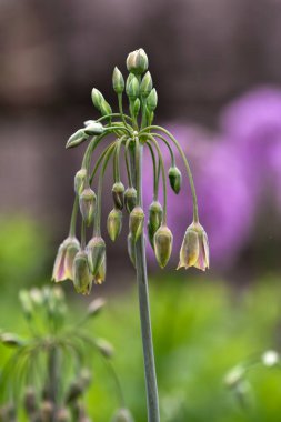 Yakın plan Allium siculum 'un eşsiz çan şeklindeki tomurcuklarını yakalar. Yumuşak doğal ışığın arasında yavaşça açılır ve yeni büyümeyi ön plana çıkarır..
