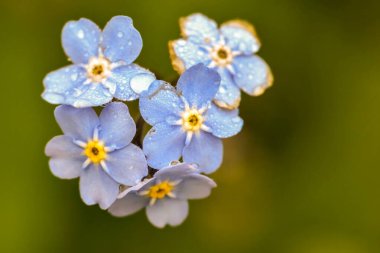 Bir makro çekim canlı mavi bir çiçek kümesini yakalar. Çiçeklerin yaprakları küçük su damlacıklarıyla bulanık yeşil bir zemine parlar..