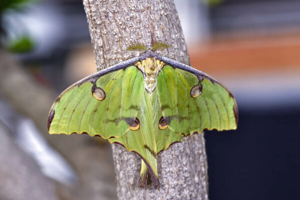A stunning Indian Moon Moth (Actias selene) with its long tails and prominent eyespots perches on textured bark.