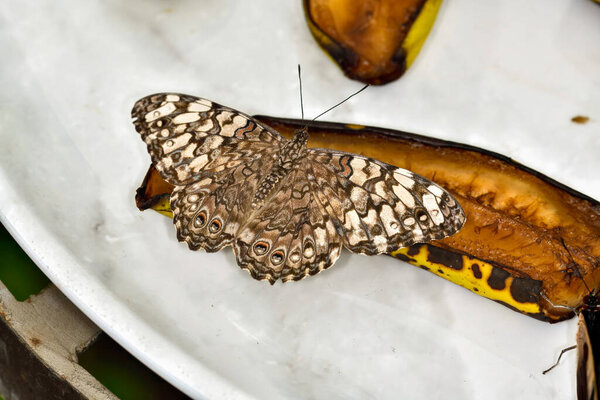 A beautiful Starry Cracker (*Hamadryas amphinome*) butterfly with intricate wing patterns feeding on a ripe banana.