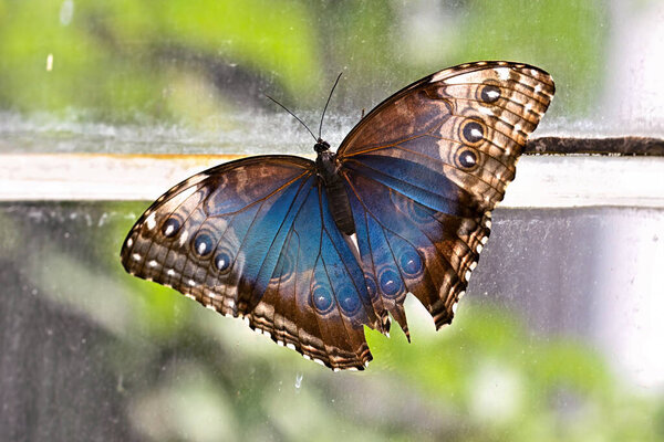 Vibrant Morpho peleides (Blue Morpho) butterfly clinging to a windowpane, revealing its iconic eye-like spots and colors.