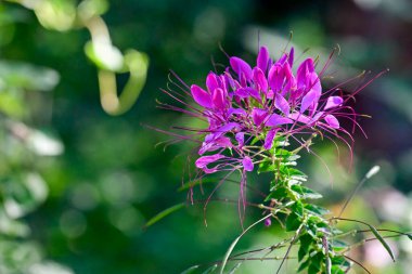 Bu ruhani dikenli örümcek çiçeği, güneşli bir bahçeye, egzotik doğal güzelliği somutlaştıran canlı morumsu bir çiçek patlaması getirir..