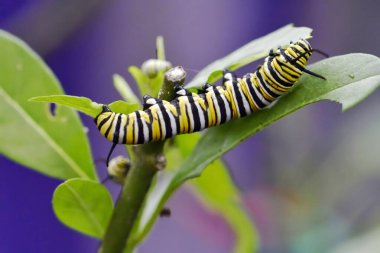 Yakın plan çekimde siyah, sarı ve beyaz çizgili Danaus pleksippus, yaygın olarak Monarch Caterpillar olarak bilinir, taze yeşil bir yaprakla aktif olarak beslenir..