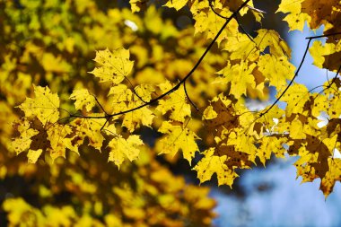 Koyu beneklerle detaylandırılmış, güneşten sırılsıklam olmuş altın akçaağaç yapraklarının canlı bir görüntüsü, sonbaharda dallarda parıldayan parlak bir görüntü yakalamış..