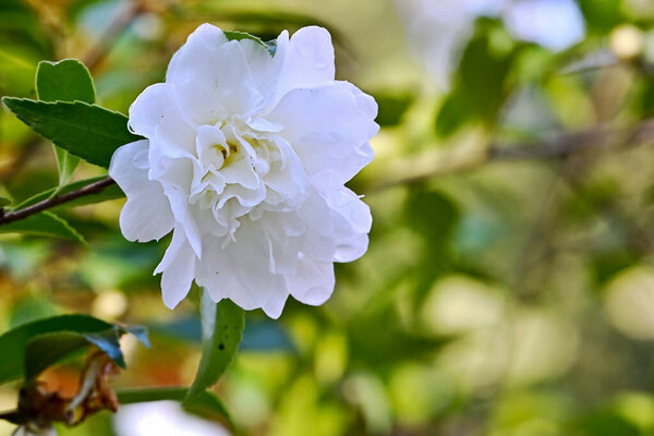 An exquisite white flower with intricate, soft petals and visible water droplets, set against a lush green bokeh background.